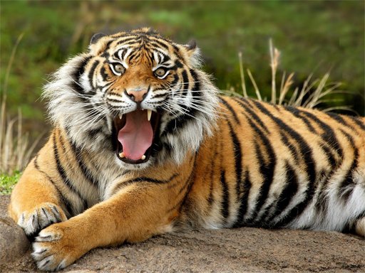 Play Animals Jigsaw Puzzle - Tiger Online