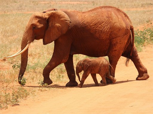 Play Animals Jigsaw Puzzle - Elephants Online